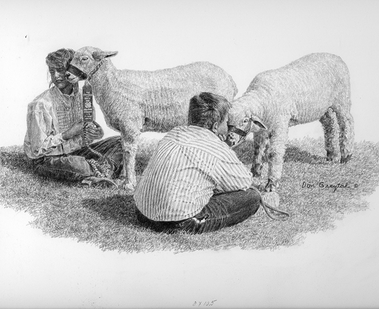 Show Lambs
